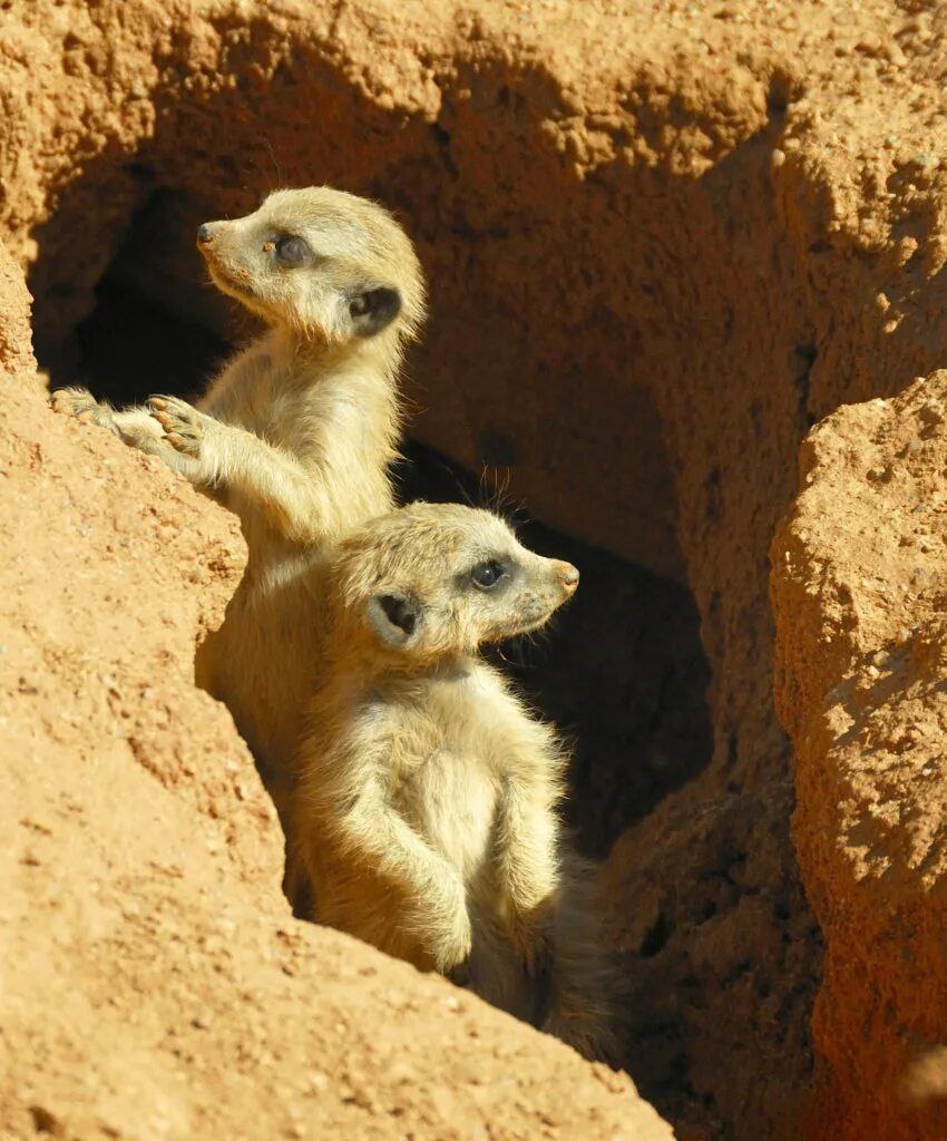 Картинка есть, а подпись никак не рождается, поэтому объявляю конкурс 🎆 на самую смешную подпись к картинке.
Нужно написать идеи текста мема к картинке в комментариях | Сетка — социальная сеть от hh.ru