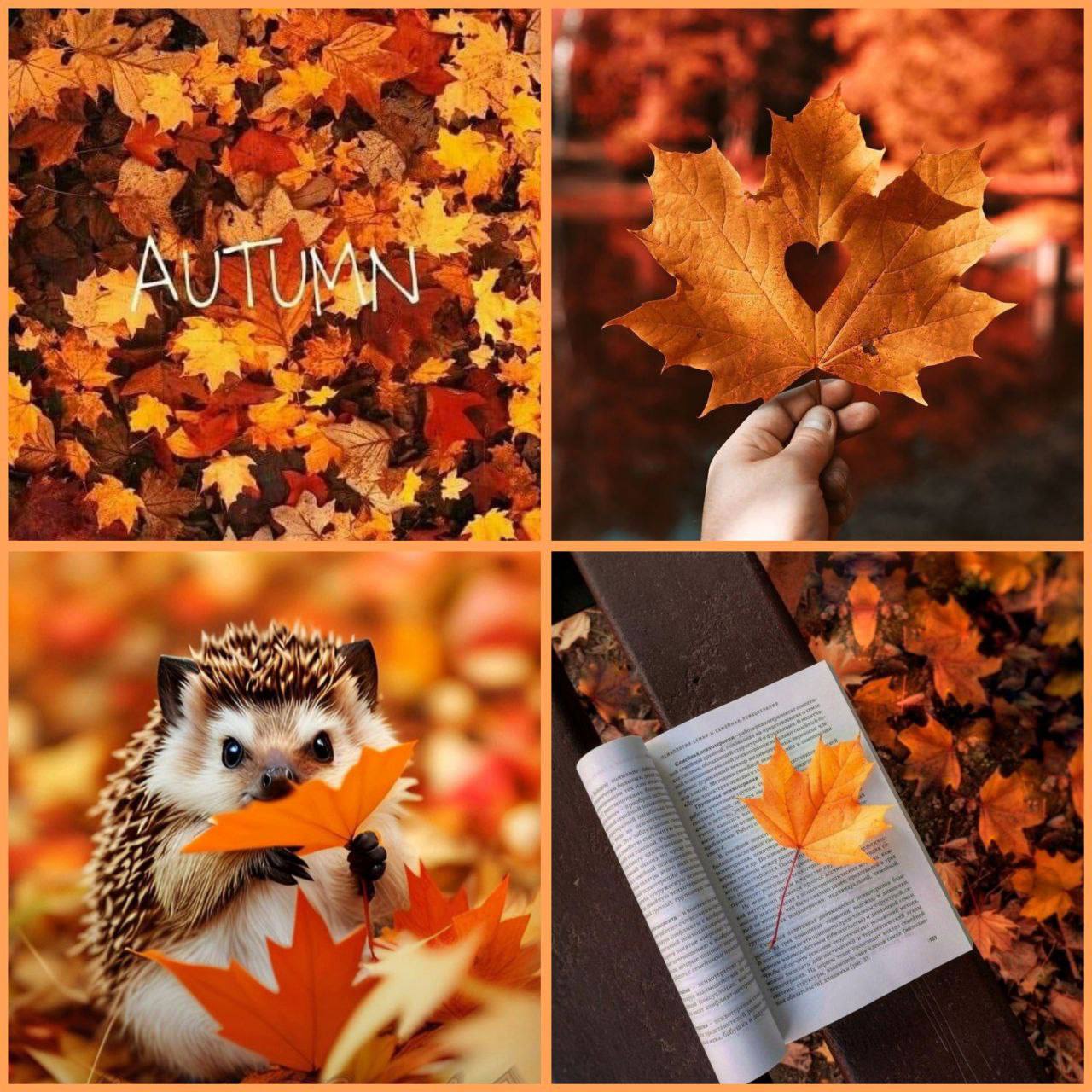 🍂🍂Такая грусть лишь в это время года… Судьба не зря мгновенья выбирает. Так умирает осенью природа – но как она красиво умирает!🍂🍂😱Нашла для вас замечательный канал...😱🥧Тихий уголок моей души.. | Сетка — социальная сеть от hh.ru