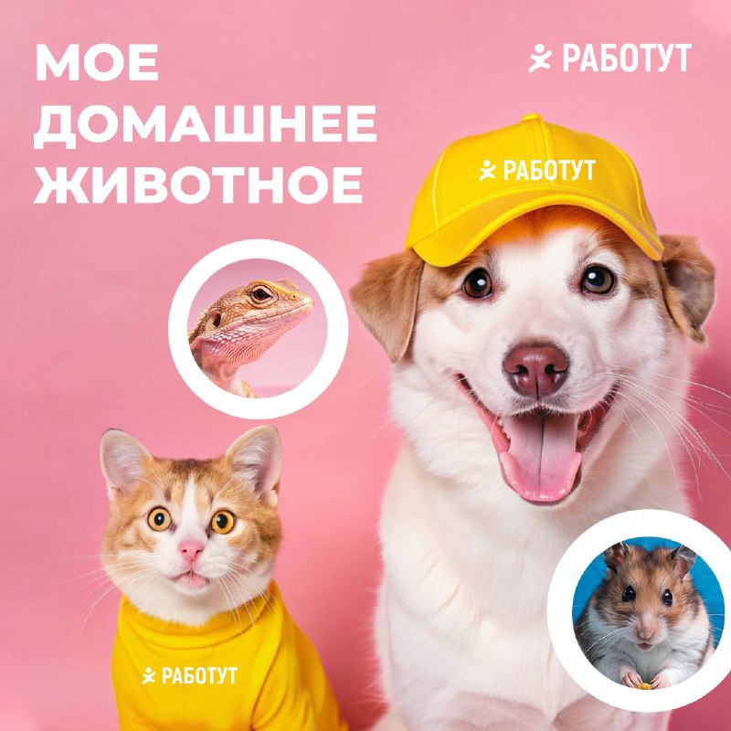 Мы объявляем новый флешмоб «Моё домашнее животное»🐶
Снимайте смешные видео со своим любимцем и попадайте в мемы Работут!
Условия:

сними позитивное видео с домашним животным (вертикальное, продолжител... | Сетка — социальная сеть от hh.ru