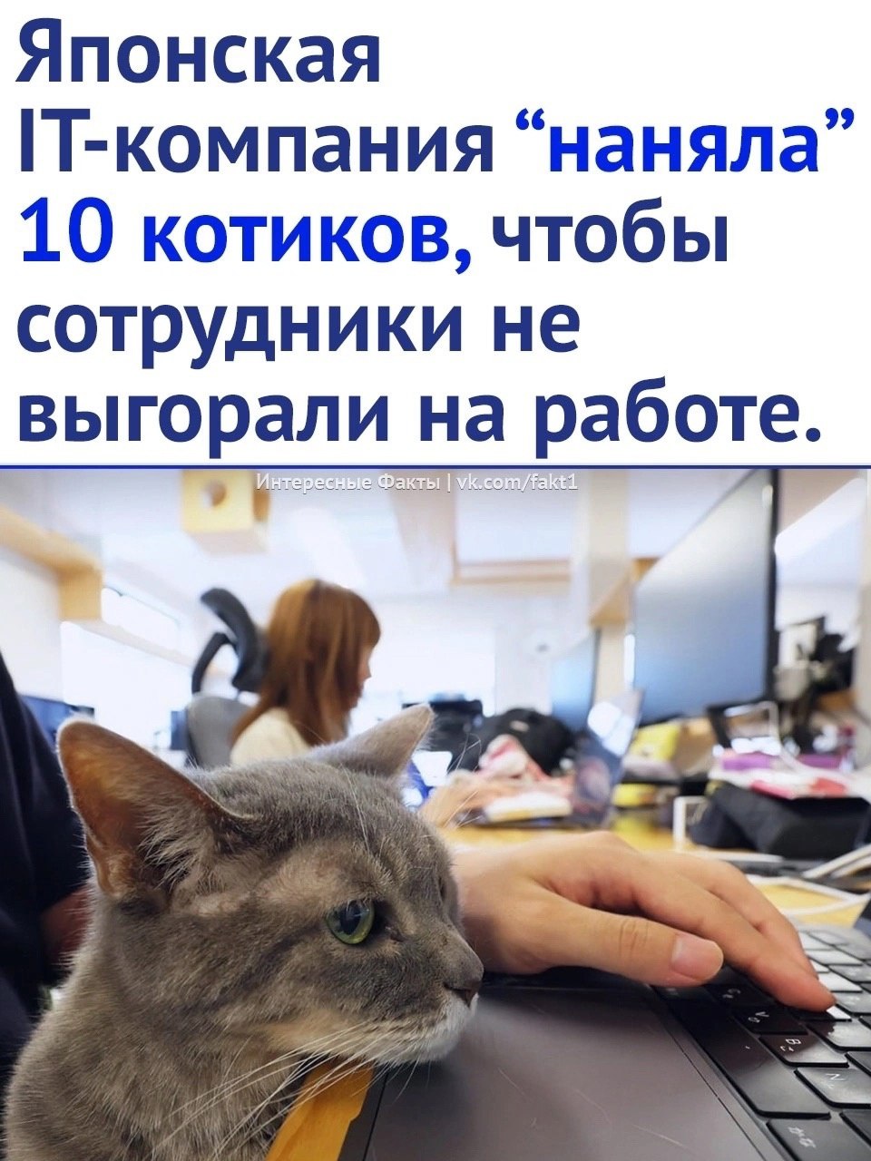 Японская IT-компания «наняла 10 котиков», чтобы сотрудники не выгорали на работе.
#Маркетинг | Сетка — социальная сеть от hh.ru
