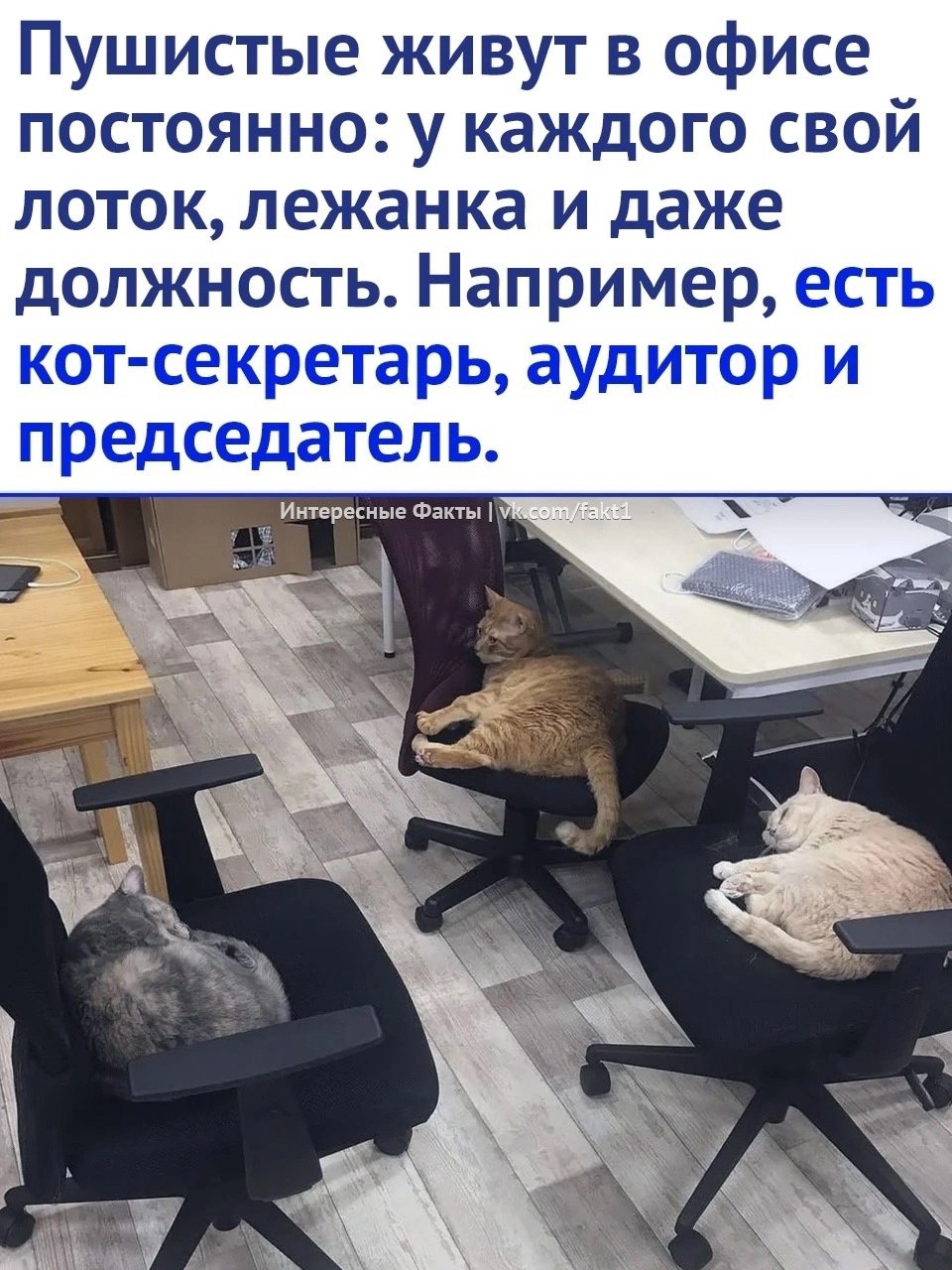 Японская IT-компания «наняла 10 котиков», чтобы сотрудники не выгорали на работе.
#Маркетинг | Сетка — социальная сеть от hh.ru