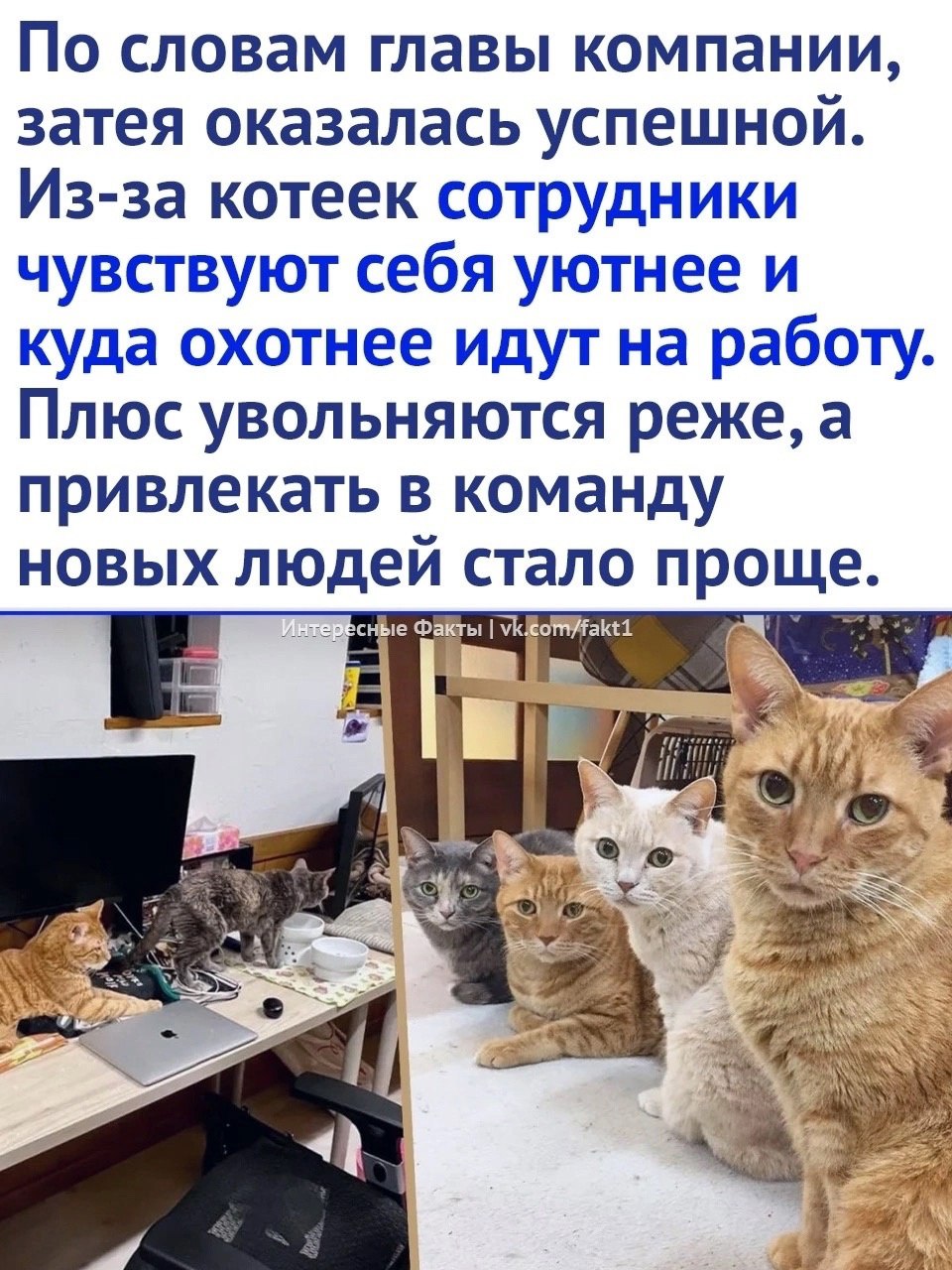 Японская IT-компания «наняла 10 котиков», чтобы сотрудники не выгорали на работе.
#Маркетинг | Сетка — социальная сеть от hh.ru