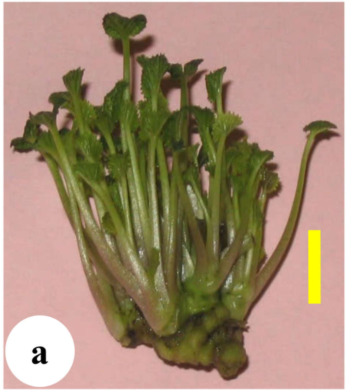 Заветная цель | Сетка — социальная сеть от hh.ru