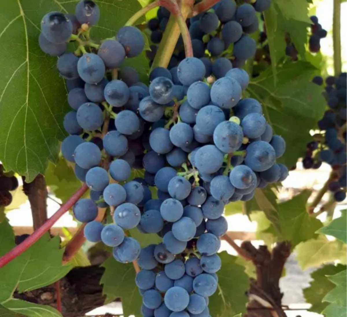 Виноград и маркетинг 🍇 | Сетка — социальная сеть от hh.ru