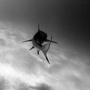 РеАльность