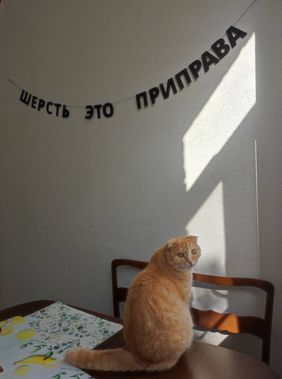 «Шерсть — это приправа». На Wildberries нашли гирлянду для хозяев пушистых питомцев. Стоит такая всего около 560 рублей.
Вы знаете, кому это подарить.
🍕зумеры в телеграм | Сетка — социальная сеть от hh.ru