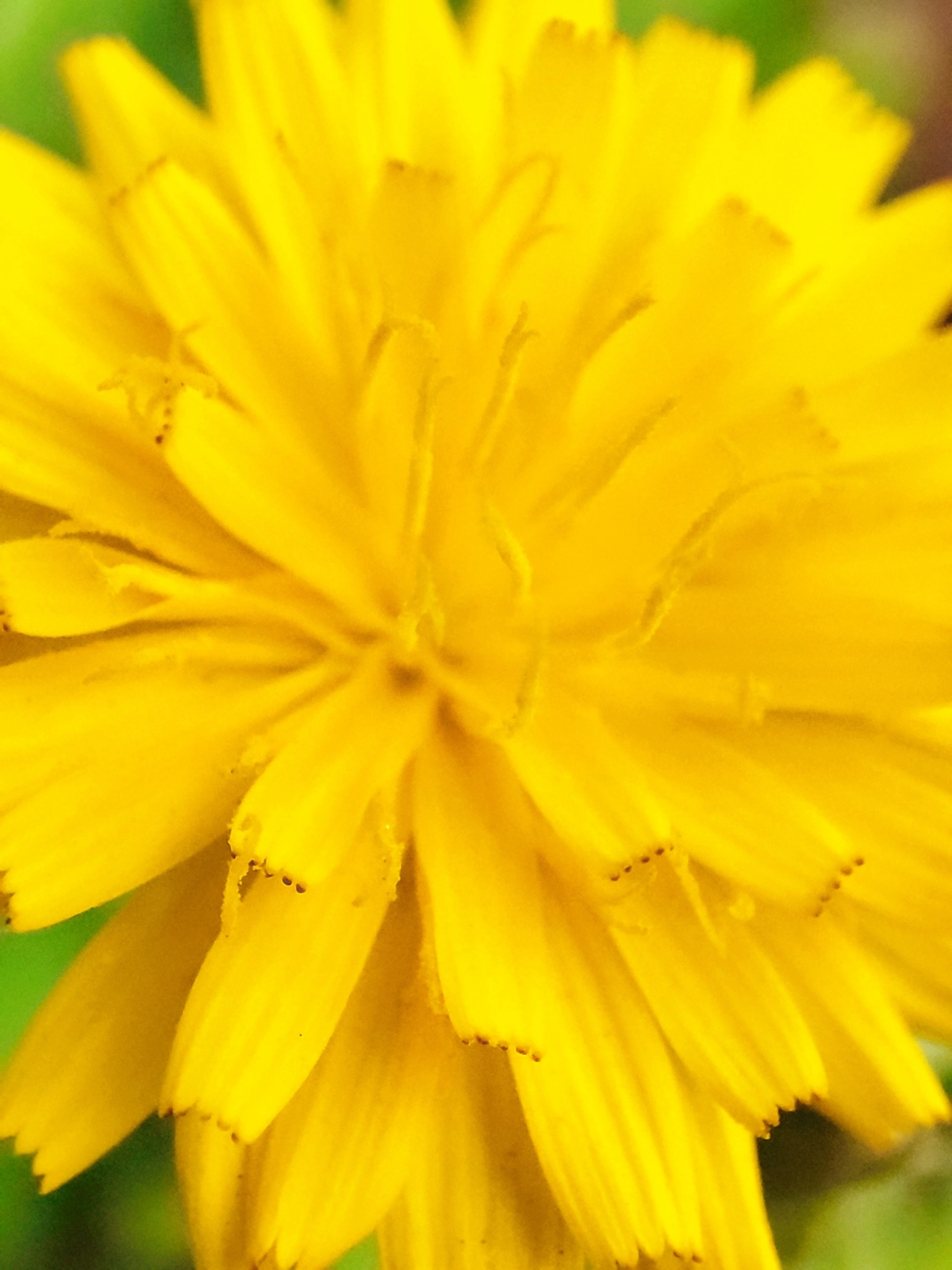 Последние одуванчики уходящего лета 🏵💨🌞
#таганрог #осень #попути #одуванчики
#красота #цветы #желтые #gavr188 | Сетка — социальная сеть от hh.ru