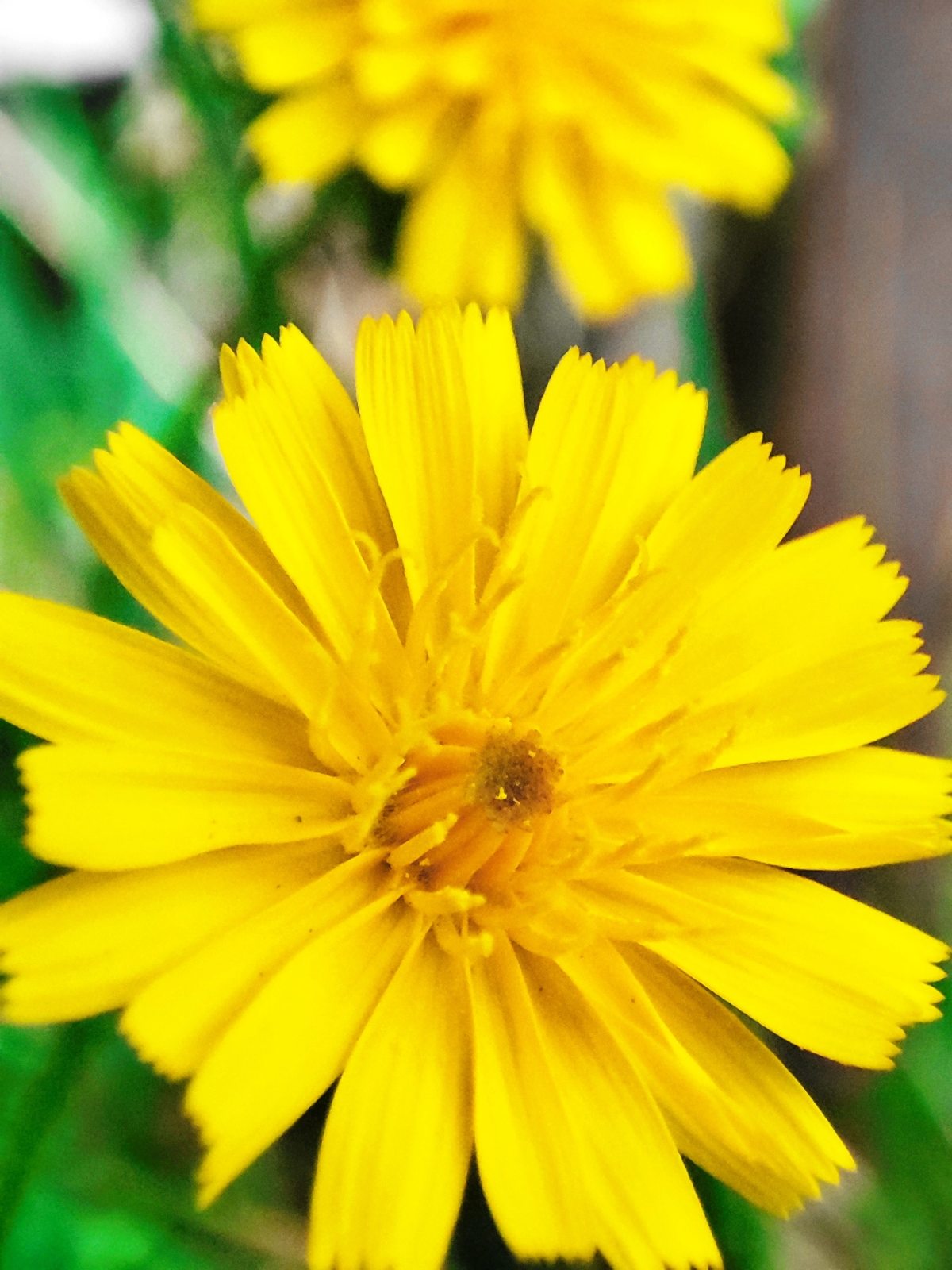 Последние одуванчики уходящего лета 🏵💨🌞
#таганрог #осень #попути #одуванчики
#красота #цветы #желтые #gavr188 | Сетка — социальная сеть от hh.ru