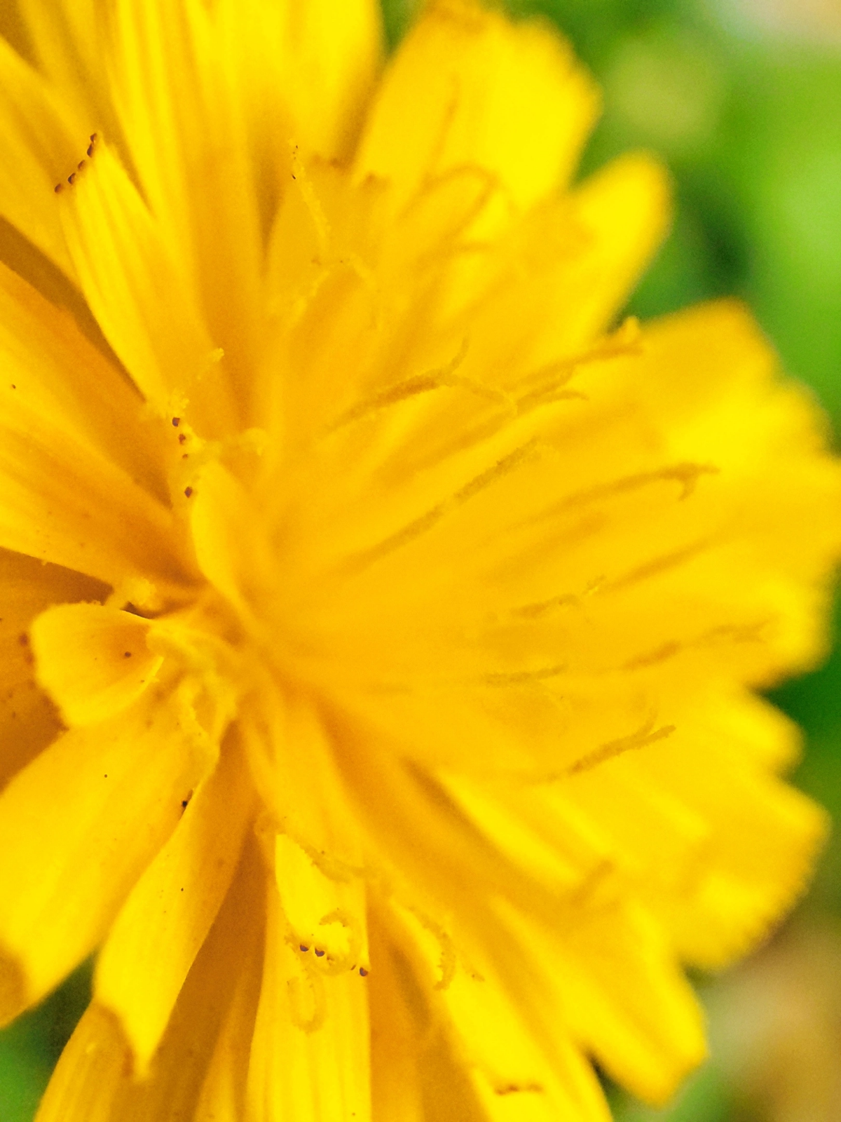 Последние одуванчики уходящего лета 🏵💨🌞
#таганрог #осень #попути #одуванчики
#красота #цветы #желтые #gavr188 | Сетка — социальная сеть от hh.ru