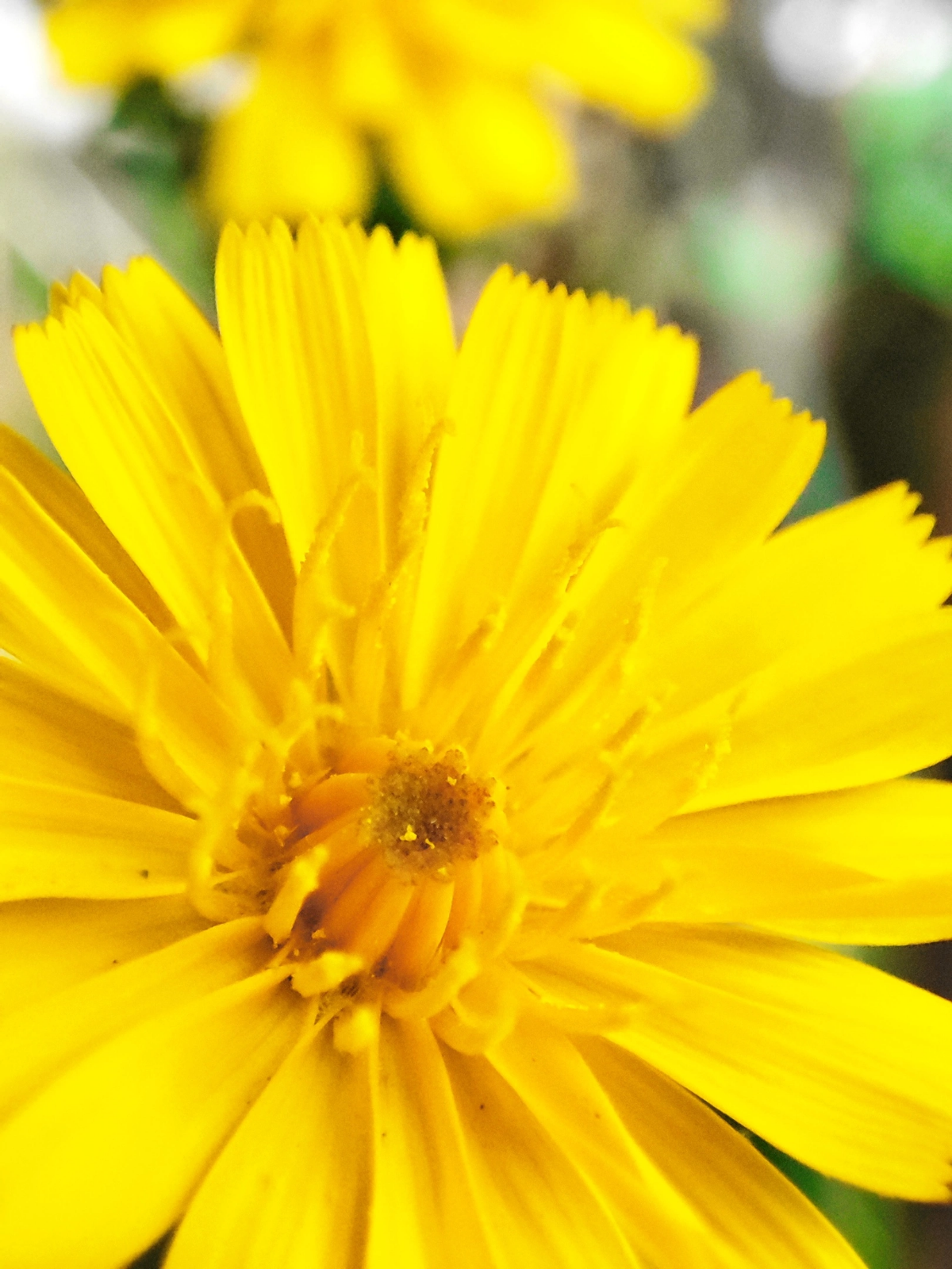 Последние одуванчики уходящего лета 🏵💨🌞
#таганрог #осень #попути #одуванчики
#красота #цветы #желтые #gavr188 | Сетка — социальная сеть от hh.ru