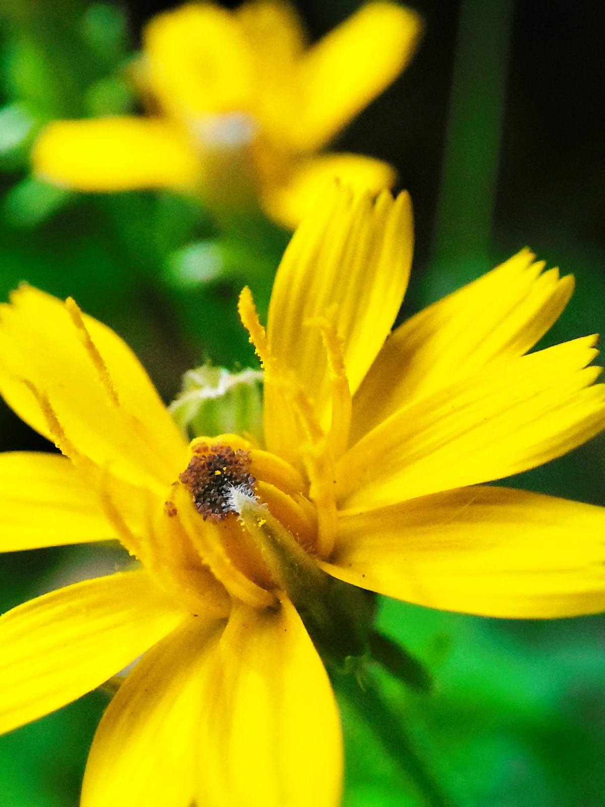 Последние одуванчики уходящего лета 🏵💨🌞
#таганрог #осень #попути #одуванчики
#красота #цветы #желтые #gavr188 | Сетка — социальная сеть от hh.ru