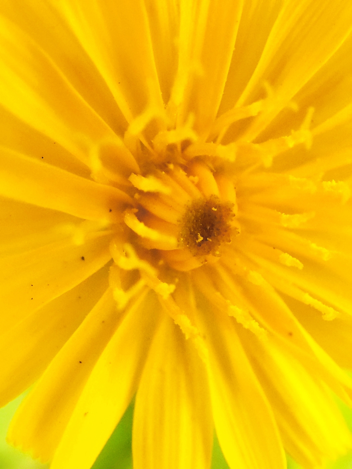 Последние одуванчики уходящего лета 🏵💨🌞
#таганрог #осень #попути #одуванчики
#красота #цветы #желтые #gavr188 | Сетка — социальная сеть от hh.ru