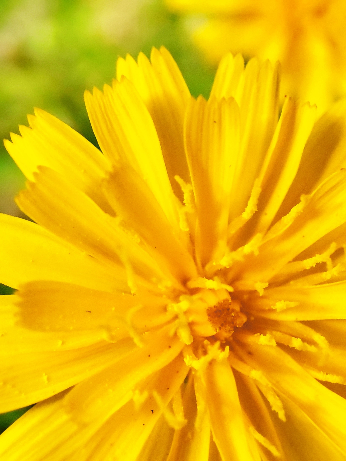 Последние одуванчики уходящего лета 🏵💨🌞
#таганрог #осень #попути #одуванчики
#красота #цветы #желтые #gavr188 | Сетка — социальная сеть от hh.ru