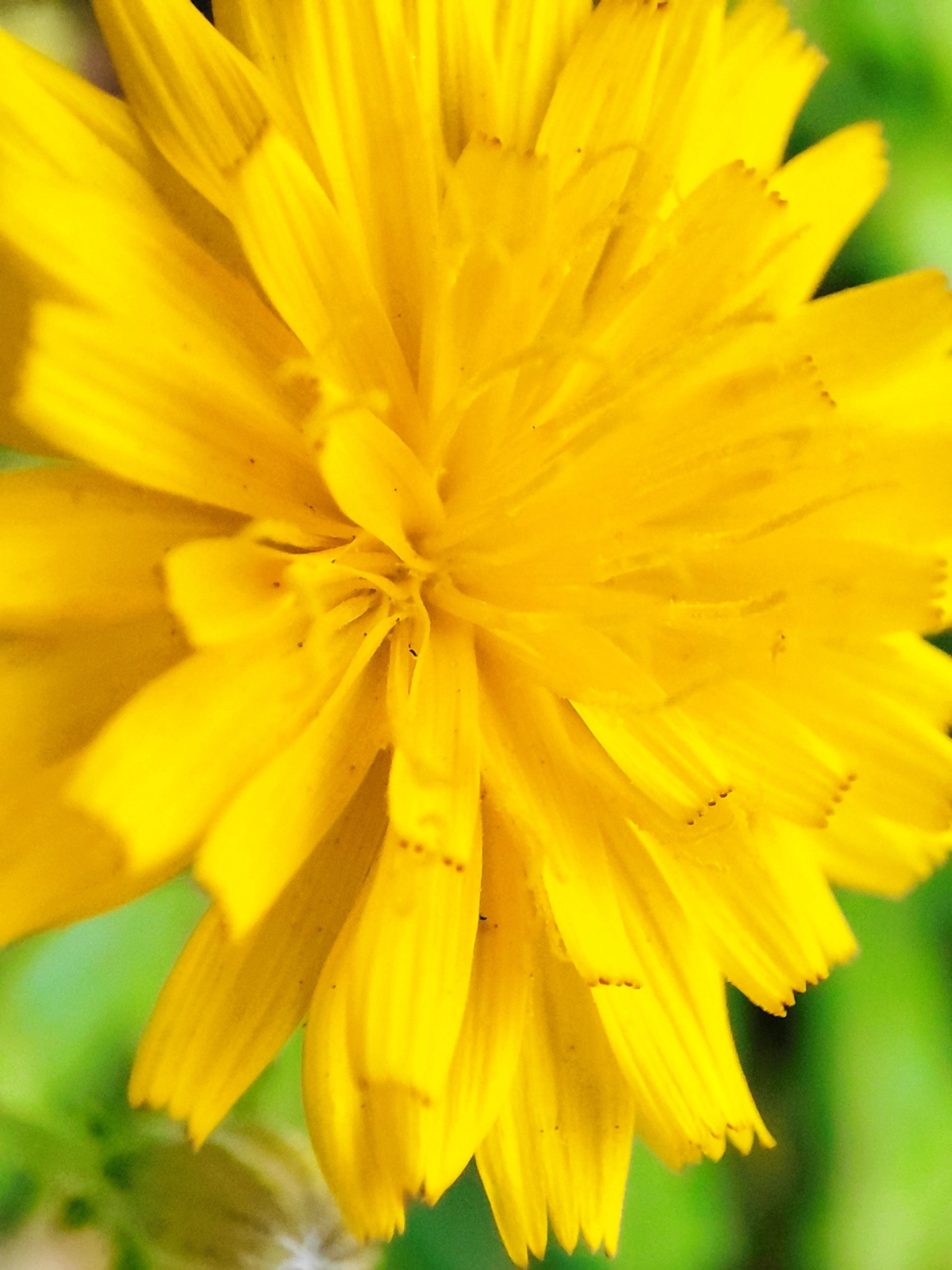 Последние одуванчики уходящего лета 🏵💨🌞
#таганрог #осень #попути #одуванчики
#красота #цветы #желтые #gavr188 | Сетка — социальная сеть от hh.ru