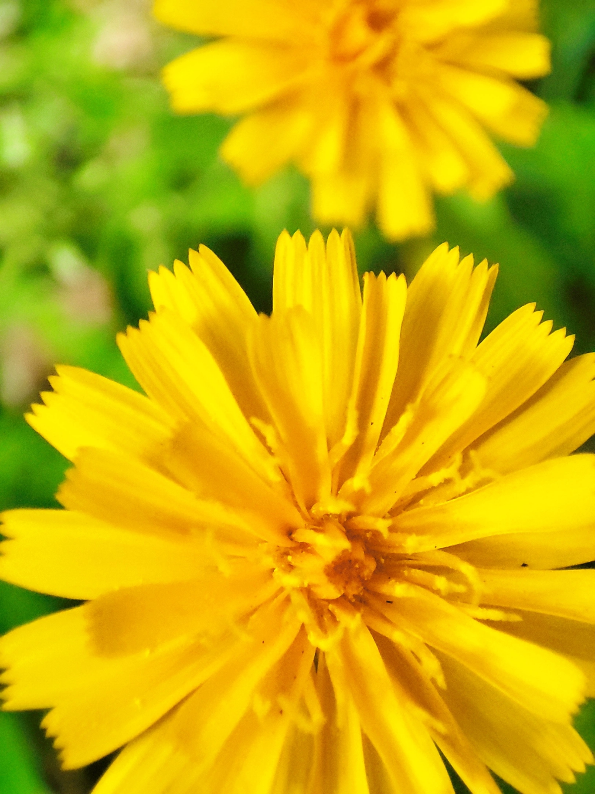 Последние одуванчики уходящего лета 🏵💨🌞
#таганрог #осень #попути #одуванчики
#красота #цветы #желтые #gavr188 | Сетка — социальная сеть от hh.ru