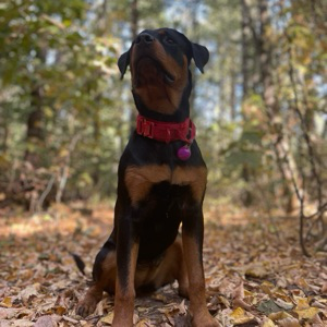 Артём Яковлев