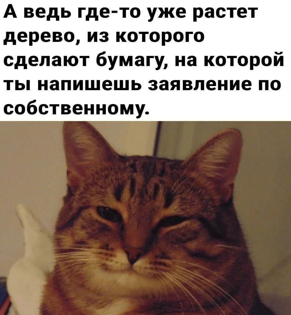 ➡️ отправь в телеге мем коллеге | Сетка — социальная сеть от hh.ru