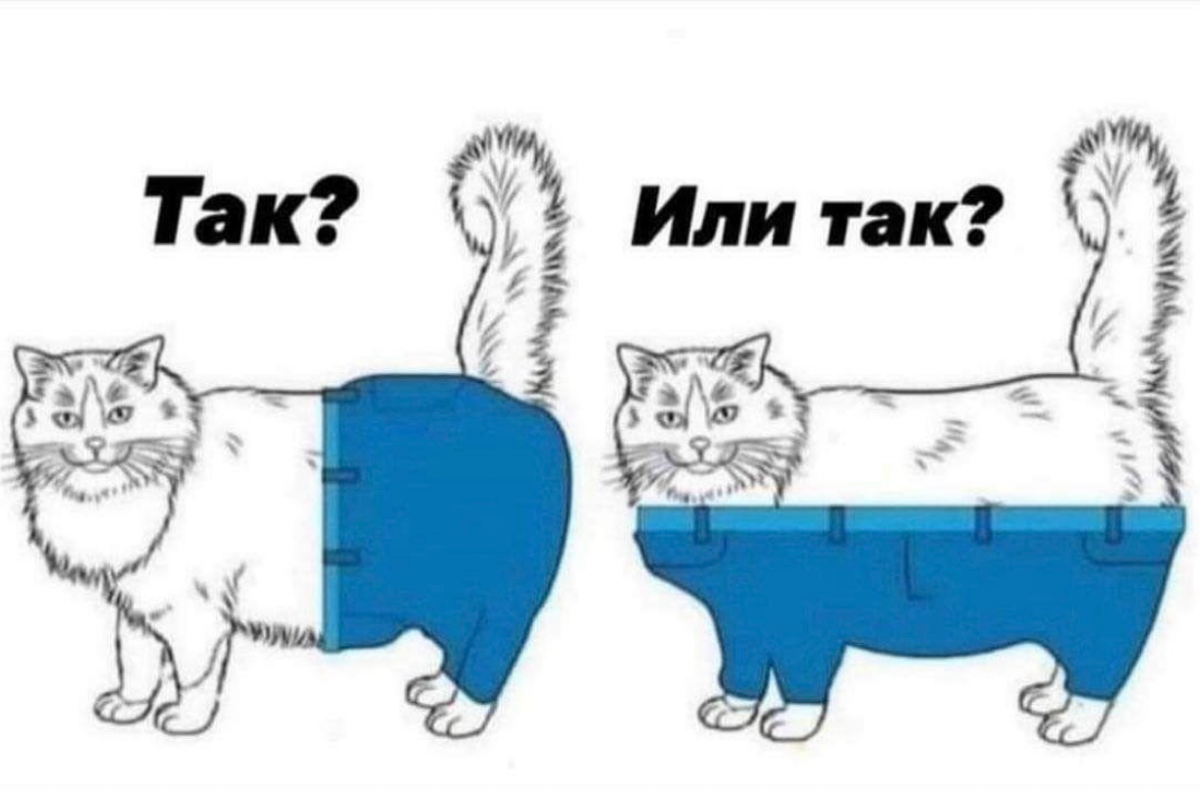 Если бы коты носили штаны, то как?  Аргументируйте свою точку зрения. | Сетка — социальная сеть от hh.ru