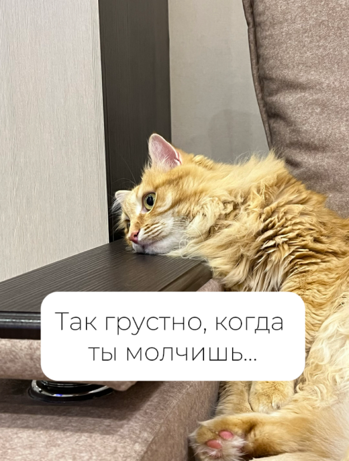 Мой кот стал знаменитостью
Кстати о котах из прошлого поста)
Обычно если клиент молчит или не отвечает нам, мы шлем мемы-картинки, чтобы вернуть обратно в диалог нашего собеседника
И вот данная картин... | Сетка — социальная сеть от hh.ru