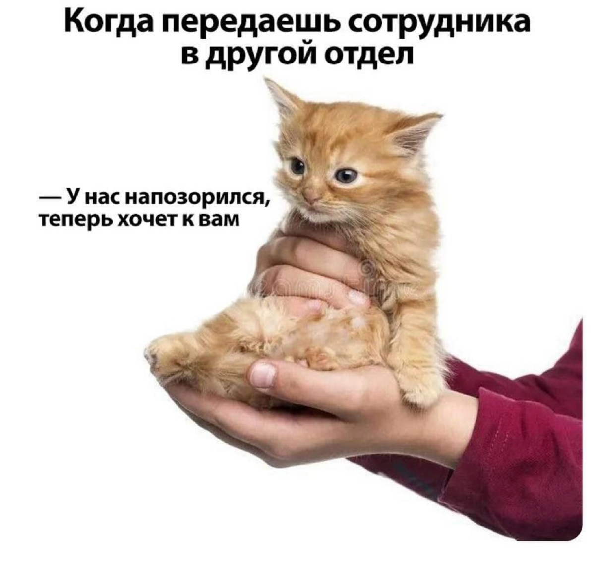 Коллеги, этот вопрос требует мема😁 Как относитесь к горизонтальному росту сотрудников и миграции между отделами? | Сетка — социальная сеть от hh.ru