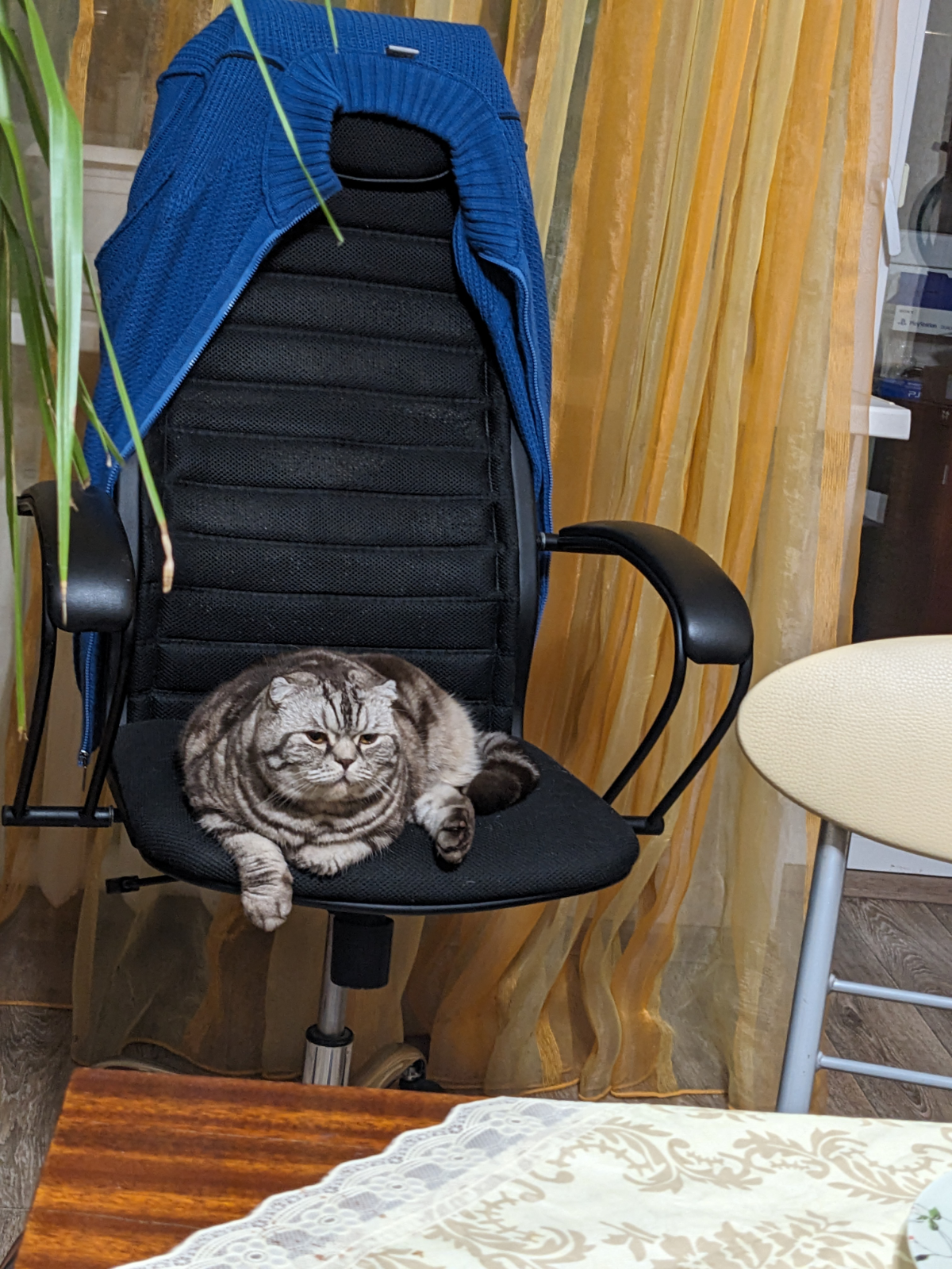 🐾 Привет, друзья, любители технологий! Это ваш HR-кот! 🐱✨
Давайте поговорим о настоящей проблеме в технологической индустрии: разрыве между резюме, собеседованиями и реальной производительностью на ра... | Сетка — социальная сеть от hh.ru