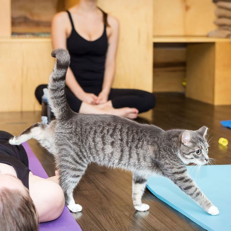 🧘🏻‍♀️Занятия йогой с котиками в Москве
Вторник и воскресенье в 11:00
🐱Йога — хороший способ узнать себя и свое тело
Кроме хорошего настроения для себя и для кошек, это еще и отличный шанс животным най... | Сетка — социальная сеть от hh.ru