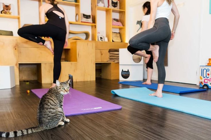 🧘🏻‍♀️Занятия йогой с котиками в Москве
Вторник и воскресенье в 11:00
🐱Йога — хороший способ узнать себя и свое тело
Кроме хорошего настроения для себя и для кошек, это еще и отличный шанс животным най... | Сетка — социальная сеть от hh.ru