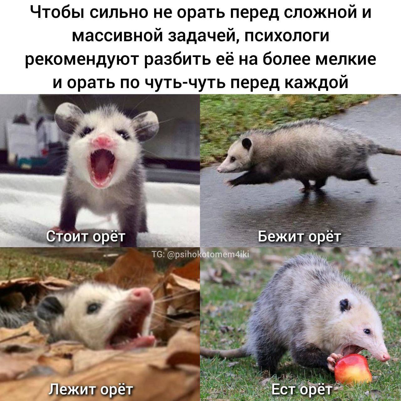 Сегодня пятница, а это значит пора обмениваться мемами! На прошлой неделе были самый популярный мем был от Валенсиага он👆
Спасибо за активность!)
Публикуй мемы в комментариях и голосуй за другие любой... | Сетка — социальная сеть от hh.ru