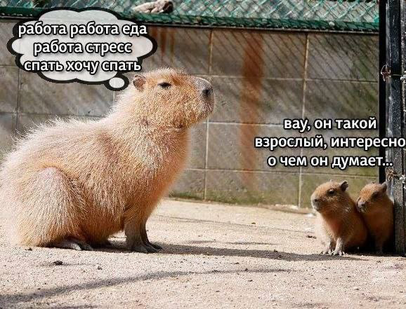 напишите мне, если вам требуется начинающий PM в IT/digital, но с качественным опытом менеджера в другой сфере. хочу вам человечка предложить, ещё и с английским C1…. | Сетка — социальная сеть от hh.ru