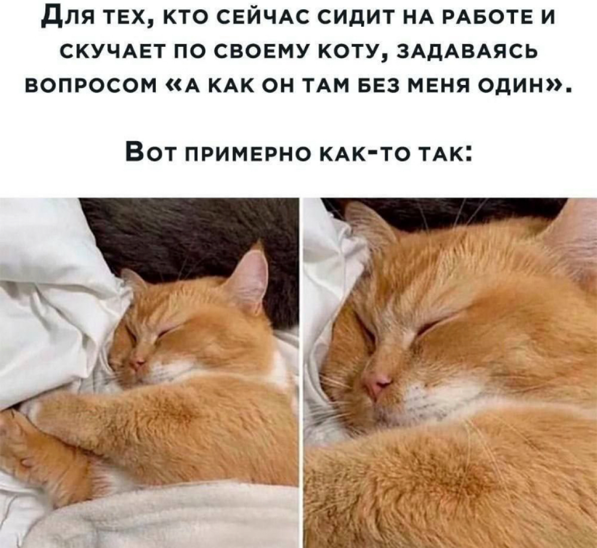Скучаете по своим животным на работе? | Сетка — социальная сеть от hh.ru