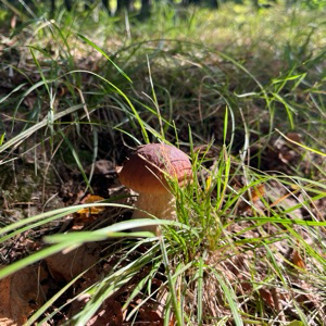 Мирослав Пан | Сетка — социальная сеть от hh.ru