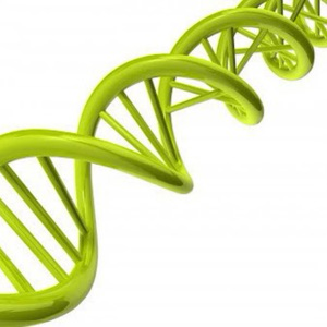 Генетика лидерства