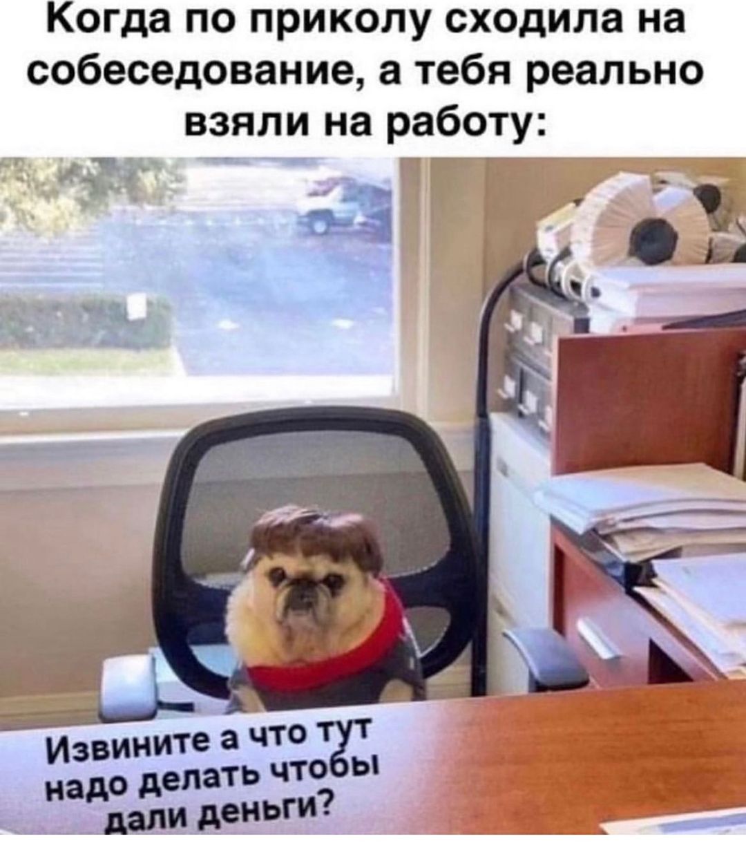 ➡️ отправь коллеге мем в телеге | Сетка — социальная сеть от hh.ru