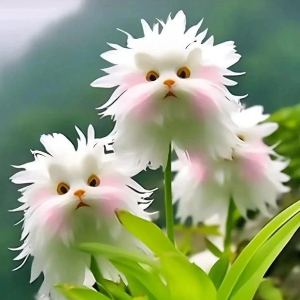 Хадижат Далгатова