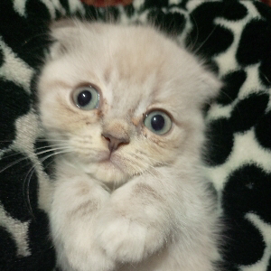 Вероника Попова