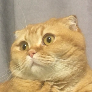 Егор Трегубенко | Сетка — социальная сеть от hh.ru