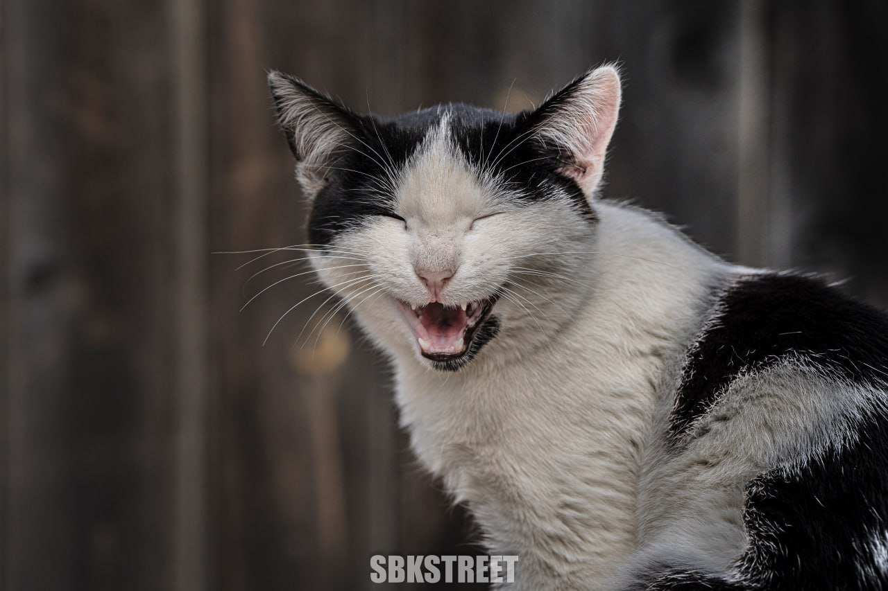 Этот котик ждет ваших реакций 😻
sbkstreet | дать буст каналу | Сетка — социальная сеть от hh.ru