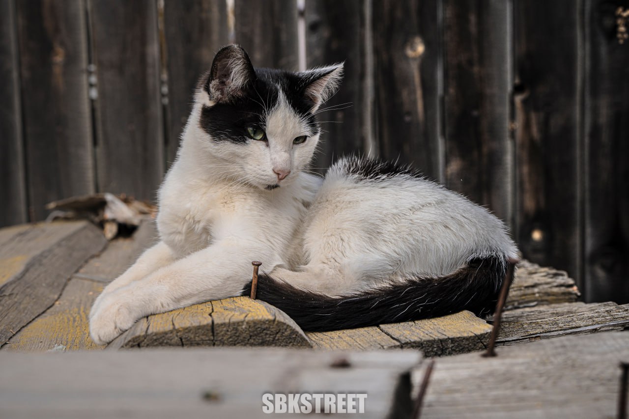 Этот котик ждет ваших реакций 😻
sbkstreet | дать буст каналу | Сетка — социальная сеть от hh.ru