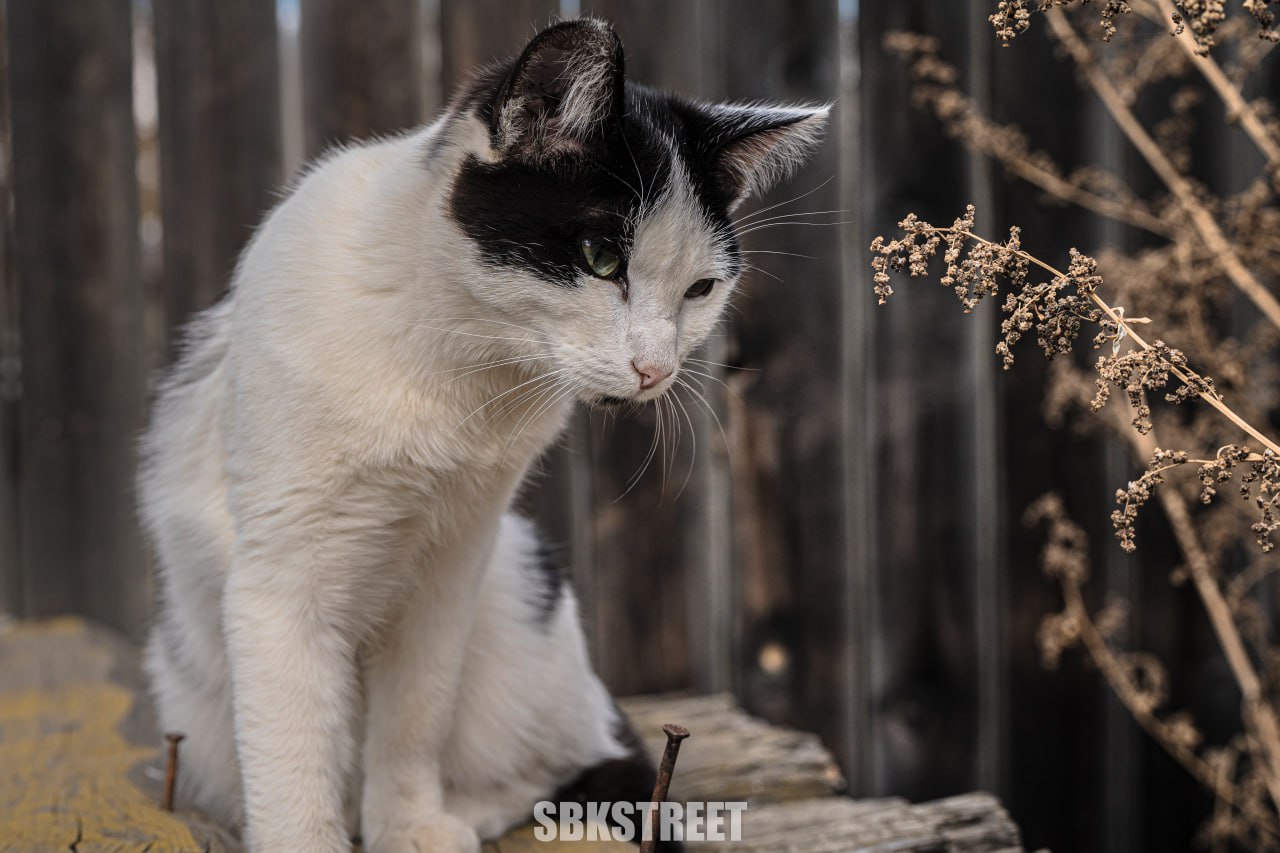 Этот котик ждет ваших реакций 😻
sbkstreet | дать буст каналу | Сетка — социальная сеть от hh.ru