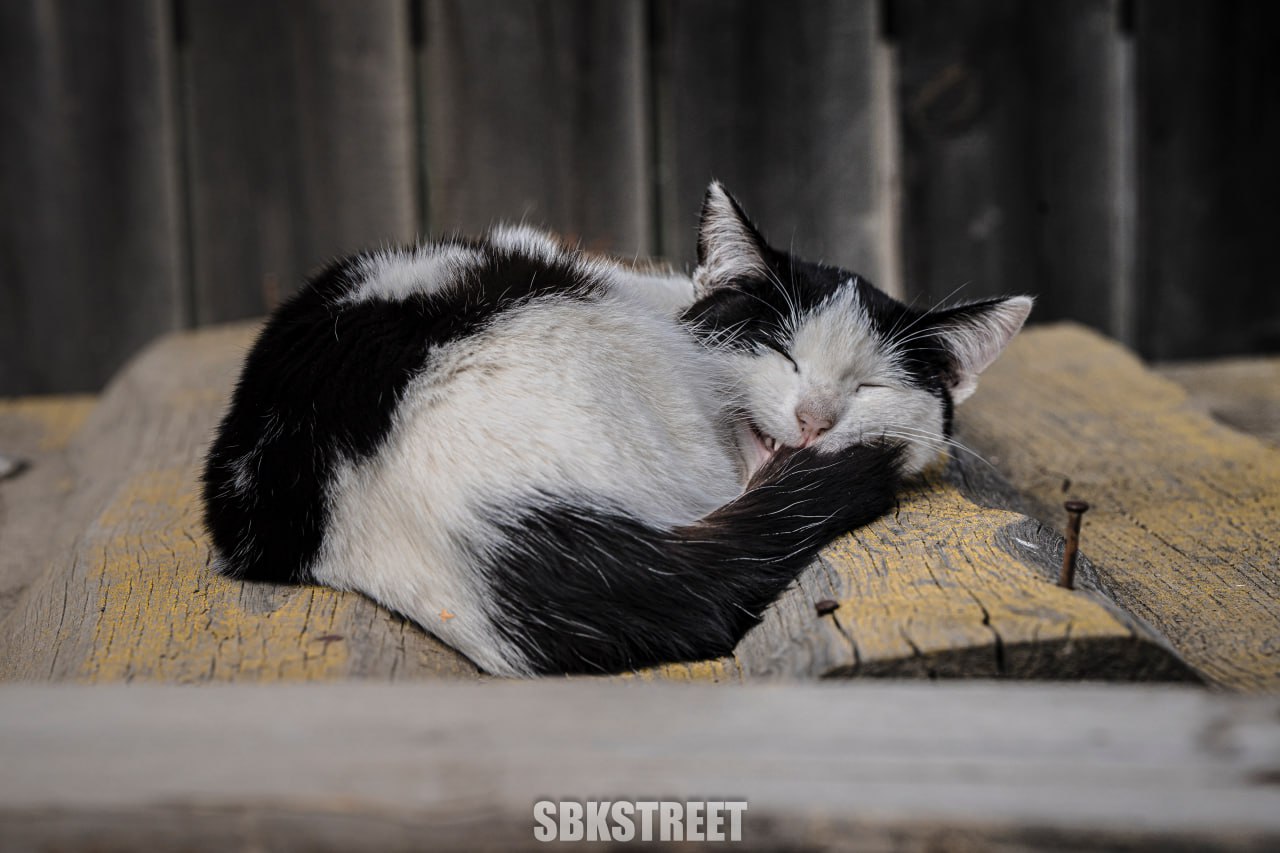 Этот котик ждет ваших реакций 😻
sbkstreet | дать буст каналу | Сетка — социальная сеть от hh.ru
