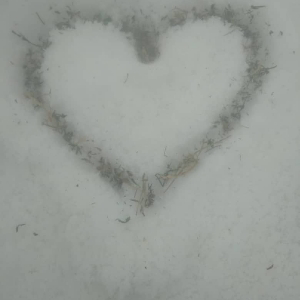 Хамид Сатторов