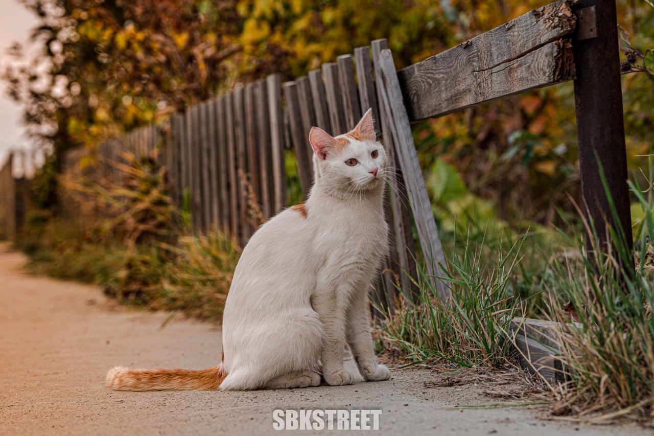 Какой милый котик 😻
❤️ sbkstreet | 🔵дать буст каналу | Сетка — социальная сеть от hh.ru
