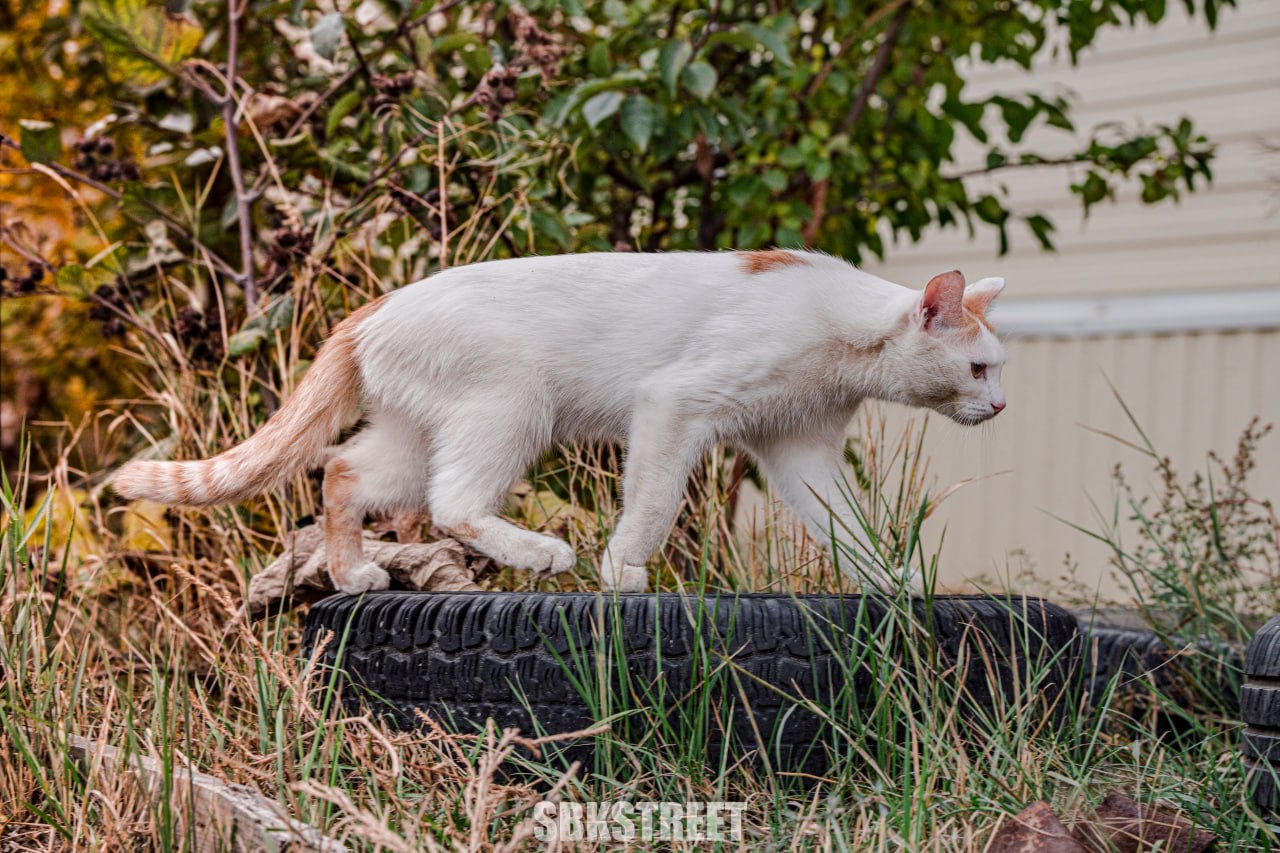 Какой милый котик 😻
❤️ sbkstreet | 🔵дать буст каналу | Сетка — социальная сеть от hh.ru