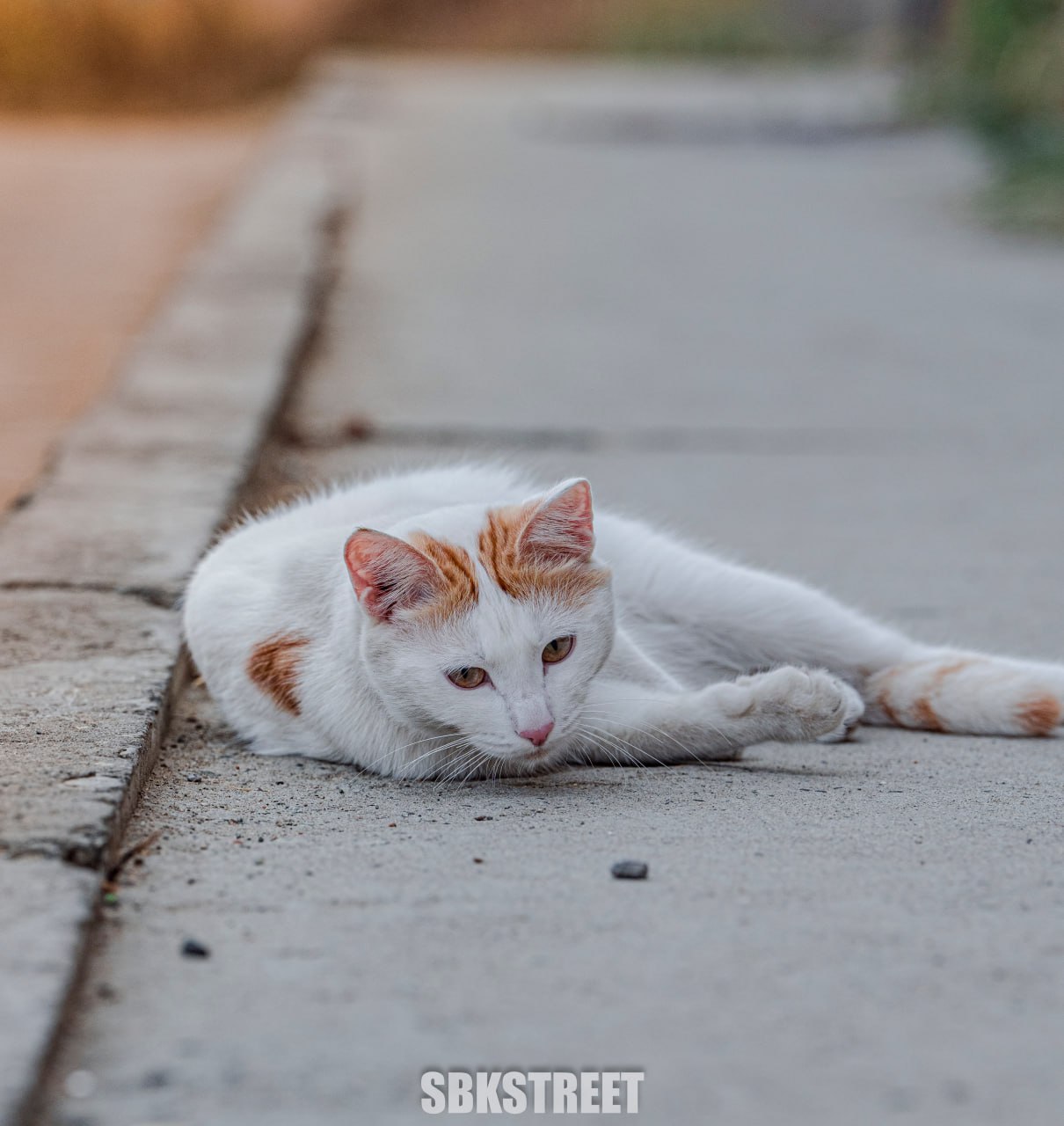 Какой милый котик 😻
❤️ sbkstreet | 🔵дать буст каналу | Сетка — социальная сеть от hh.ru