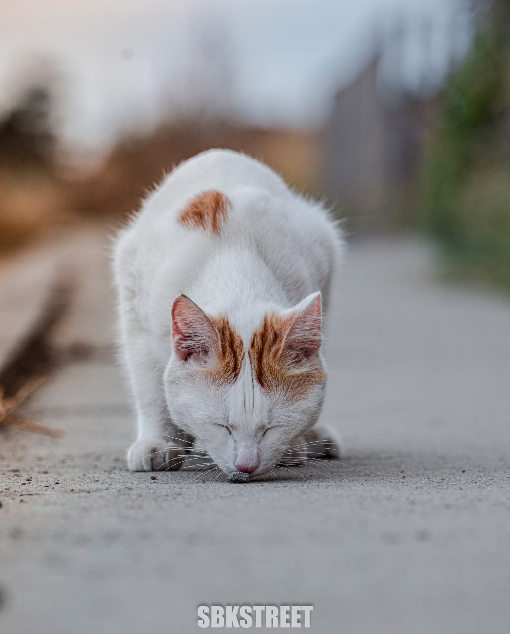 Какой милый котик 😻
❤️ sbkstreet | 🔵дать буст каналу | Сетка — социальная сеть от hh.ru