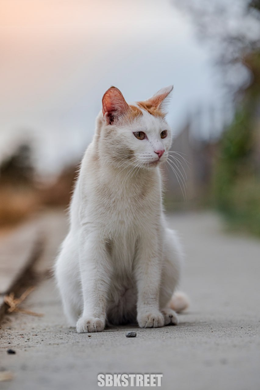 Какой милый котик 😻
❤️ sbkstreet | 🔵дать буст каналу | Сетка — социальная сеть от hh.ru