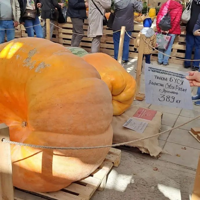 🎃 Вскрытие тыквы-гиганта 389 кг пройдет в «Аптекарском огороде»
6 октября в 15:00
Тыквенные ломти будут раздавать посетителям
📲Подпишитесь на Вдвижении
#бесплатно | Сетка — социальная сеть от hh.ru