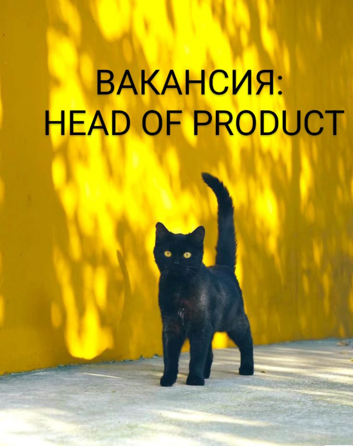 #ВАКАНСИЯ: HEAD OF PRODUCT
КОМПАНИЯ: в крутую команду Umag
ЗАДАЧИ:

Реализовать client feedback loop — регулярный сбор и анализ обратной связи от клиентов | Сетка — социальная сеть от hh.ru