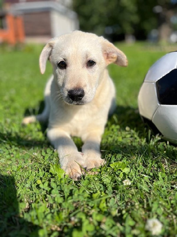 🐶 Фестиваль «Найди друга» пройдет завтра в ТРЦ Облака
28 сентября с 12:00 до 18:00
Можно принести мягким лапкам вкусные подарки, корма, лежанки, игрушки
Все животные здоровы, привиты, прошли ветеринар... | Сетка — социальная сеть от hh.ru