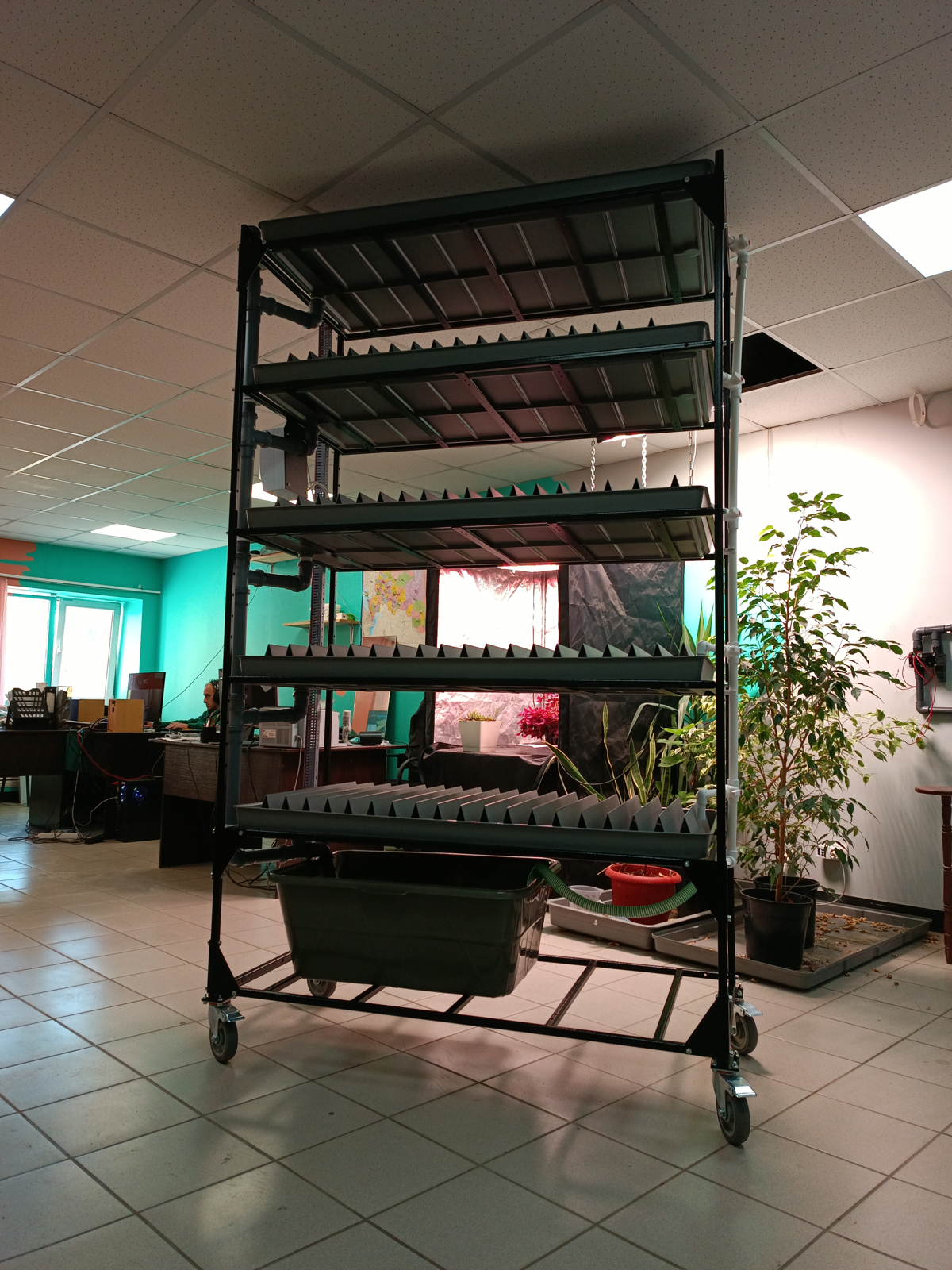 Новинка!
Компания Reogen (Daogen😃) @AlexeyReogen совместно с @Daogreen разработала и собрала первый и уникальный стеллаж в России для выращивания цикорного салата по заказу клиента) с полной автоматик... | Сетка — социальная сеть от hh.ru